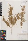 Foto von Salix exigua var. pedicellata (Andersson) Cronquist
